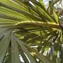 Sabal palm vs cabbage palm from edis.ifas.ufl.edu