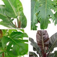 Hallo, habe hier einen wunderschönen philodendron red emerald zur abgabe. Philodendron Baumfreund Pflege 123zimmerpflanzen