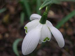 Galanthus Nivalis La Moriniere Snowdrop Pflanzen Schneeglockchen Gewachs