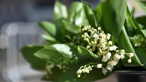Vendre du muguet le 1er mai est une tradition. Aisne La Vente De Muguet Est Autorisee Le 1er Mai