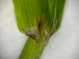 Image result for Digitaria nuda