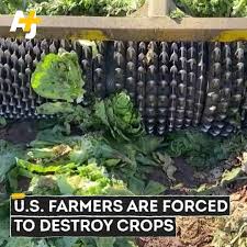 AJ+ - U.S. Farmers Are Forced to Destroy Food | Facebook