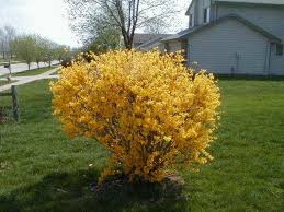 Forsythia Shrubs Landscape Timbers Garden Landscape Design