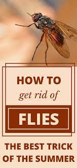 I Have A Terrace Outside In The Yard I Know How Flies Are A Big Problem In This Article You Will Find Out How T Get Rid Of Flies Flies Outside