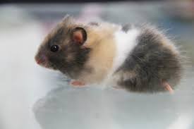 Black And White Syrian Hamster For Sale Cherimoya Lh Calico Syrian Hamsters Showcase Syrian Hamster Cute Hamsters Cute Animals