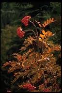 Image result for Sparrmannia ricinocarpa