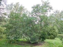 Check spelling or type a new query. Sweetbay Magnolia The Morton Arboretum