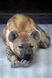 Pin By Evelyn Mendez On Animals In 2020 Hyena Animals Wild Wild Dogs