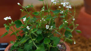 Image result for Galiniera saxifraga