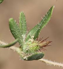 Image result for Blepharis integrifolia