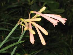 Image result for Cyrtanthus mackenii