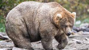 Thankfully the weight goes down over time (food consumption), but the fist few days will be a bear. Fat And Fabulous 435 Holly Wins Fat Bear Week 2019 Abc News