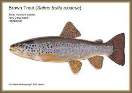 Amu Darya Trout Trout Brown Trout Fly Fishing Art