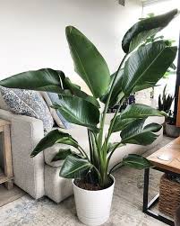 Bird Of Paradise Houseplant Pin On How To Propagate Plants