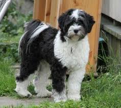 Tibetan Terrier Tibetan Terrier Terrier Hypoallergenic Puppies