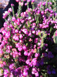 Cape Town S Fabulous Fynbos South African Flowers Fynbos African Flowers