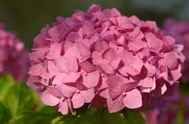 Kostenloses Bild Auf Pixabay Hortensie Busch Blume Blute Blumen Hortensien Kostenlose Bilder