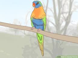 3 Ways To Identify Parrots Wikihow