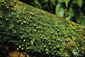 Image result for Apodanthaceae