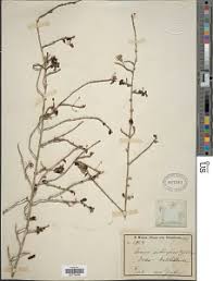 Image result for Tinnea aethiopica