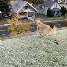 Pets offered by humane societies and shelters, owners and we have 6 adorable non registered golden retriever puppies for sale, born on may 22nd. Golden Retriever Sliding Down A Grassy Hill Video Popsugar Pets