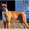 How big do mini boxers get? Https Encrypted Tbn0 Gstatic Com Images Q Tbn And9gcs Adbbj6zgidjfe36sasg7res4s573e2a3z0bi3gutoqimbbfn Usqp Cau
