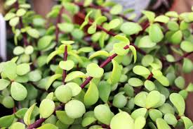 For all indoor and outdoor plants. Cactus Succulent Care Tlc Garden Centers