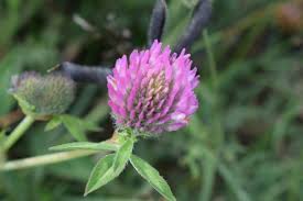 Image result for Trifolium