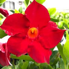 Image result for dipladenie hybrida rio obrázek