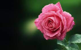 Pin By Elisa Utari On Virag Beautiful Flowers Pictures Pink Rose Flower Beautiful Flowers