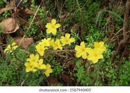 Image result for Reinwardtia indica