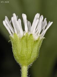 Image result for Adenostemma mauritianum