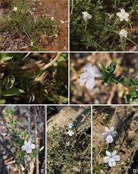 Image result for Crabbea kaessneri