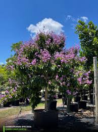 Image result for Lagerstroemia speciosa