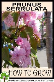 Image result for Prunus