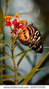 Butterflies pollinate flowers, which means they transfer the flower's pollen from one place to another and even from one plant to another. Beautiful Flowers In The Spring With A Lovely Butterfly Stock Photos And Images Avopix Com