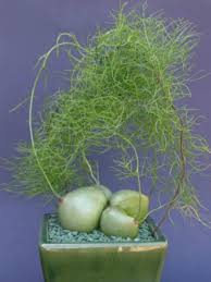 Image result for Bowiea volubilis