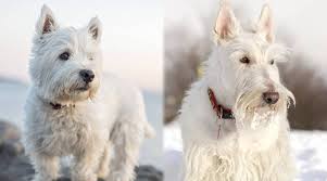 West Highland Terrier Vs Scottish Terrier Breed Differences Similarities