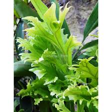Image result for Microsorum punctatum