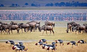 Ngorongoro Crater - 2D/1N gallery 4