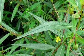 Image result for Ludwigia erecta