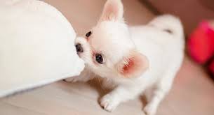 White Dog Breeds Discover 18 Head Turning White Dogs