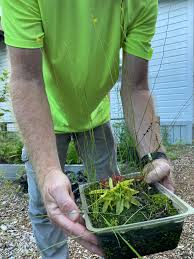 Image result for Volusia resupinata