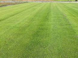 Image result for Brazzeia soyauxii