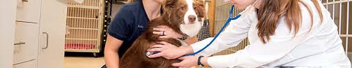However, navigating through the multitude of microchip companies and different registries can make. Dogs Cats Office Of Local Government Nsw