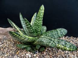 And see this beautiful mini succulent plants gasteria, gasteria gracilis, gasteria gracilis variegata, gasteria little warty, gasteria carinata, gasteria fuscopunctata thanks from succulentsforbeginners. Gasteria Carinata F Variegata Gasteria Succulentopedia Succulents Cactiandsucculents Succulent Cacti And Succulents Rare Succulents Growing Succulents