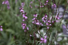 Image result for Verbena officinalis