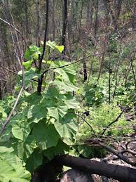 Paulownia grown on plantations generally has widely spaced growth rings, meaning it's soft and of little value; Paulownia Tomentosa