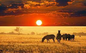 Flora und fauna in afrika. Hintergrundbilder 1920x1200 Px Afrika Tiere Landschaft Sonnenuntergang Zebras 1920x1200 Wallhaven 1106938 Hintergrundbilder Wallhere