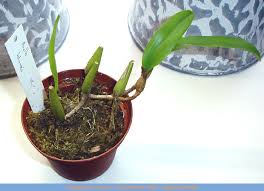 Image result for Bulbophyllum unifoliatum